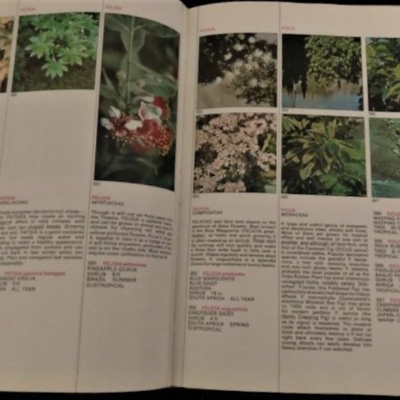 1971 What Flower is That? by Stirling Macoboy - Picture 5 of 8